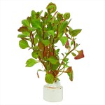 卵叶丁香草-缩略图-2