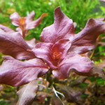 卵叶丁香草-缩略图-3