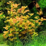 卵叶丁香草-缩略图-4