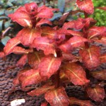 红唇丁香-缩略图-1