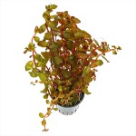 红唇丁香-缩略图-2