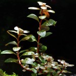 红唇丁香-缩略图-3