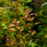 红唇丁香-缩略图-4