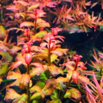 红唇丁香-缩略图-6