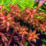 红唇丁香-缩略图-8