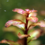 红唇丁香-缩略图-9