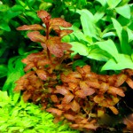 红唇丁香-缩略图-10