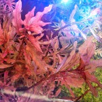 豹纹丁香草-缩略图-1