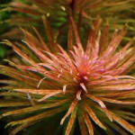 豹纹丁香草-缩略图-2