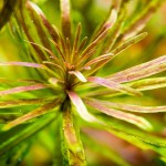 红太阳-缩略图-1