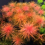 红太阳-缩略图-3