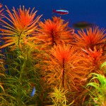 红太阳-缩略图-4