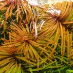 红太阳-缩略图-5