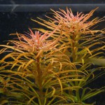 红太阳-缩略图-6