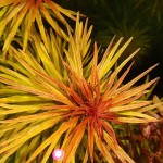 红太阳-缩略图-7