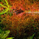 小红莓-缩略图-1