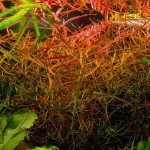 小红莓-缩略图-3