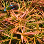 小红莓-缩略图-4