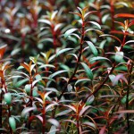 小红莓-缩略图-5