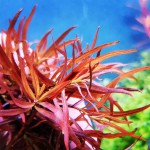 小红莓-缩略图-6