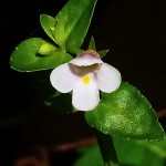 薄荷草-缩略图-1