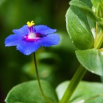 薄荷草-缩略图-2