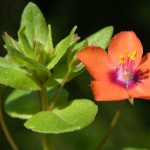 薄荷草-缩略图-3