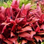 血心兰-缩略图-1