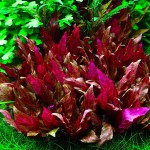 血心兰-缩略图-2