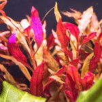 血心兰-缩略图-3