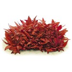 血心兰-缩略图-5