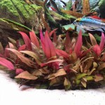 血心兰-缩略图-6