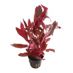 血心兰-缩略图-7