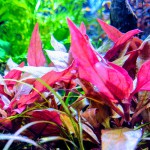 血心兰-缩略图-8