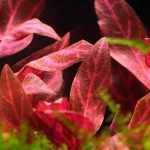 血心兰-缩略图-9