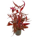 血心兰-缩略图-11