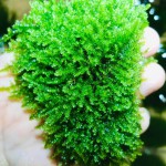 三角莫丝-缩略图-1