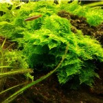 三角莫丝-缩略图-2