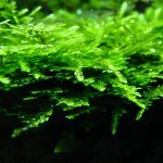 三角莫丝-缩略图-4