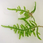 三角莫丝-缩略图-6