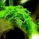 三角莫丝-缩略图-7