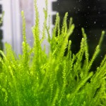 火焰莫丝-缩略图-1