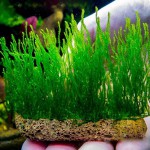 火焰莫丝-缩略图-2