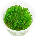 火焰莫丝-缩略图-4