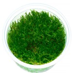 火焰莫丝-缩略图-5