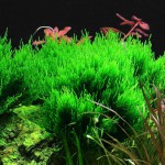 火焰莫丝-缩略图-7