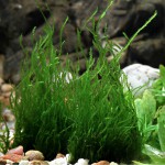 火焰莫丝-缩略图-8