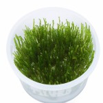 火焰莫丝-缩略图-9