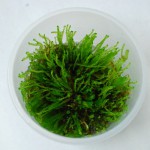 火焰莫丝-缩略图-11