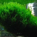 火焰莫丝-缩略图-12